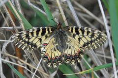 Zerynthia polyxena