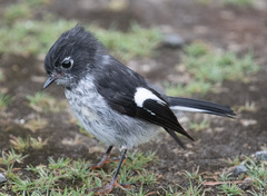 Petroica macrocephala toitoi
