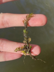 Fissidens fontanus