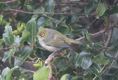 Zosterops lateralis lateralis