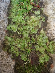 Lunularia cruciata