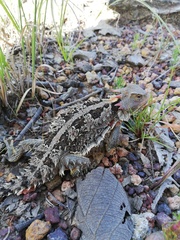 Phrynosoma orbiculare