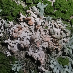 Erythricium aurantiacum
