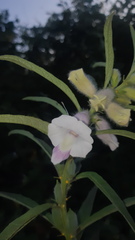 Sesamum indicum