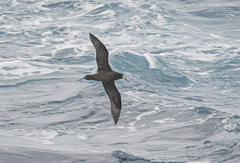 Procellaria parkinsoni