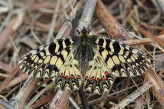 Zerynthia polyxena
