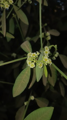 Euphorbia cymosa