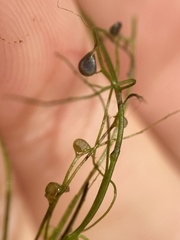 Utricularia