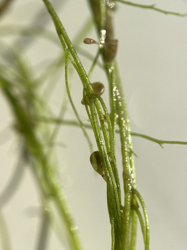 humped bladderwort