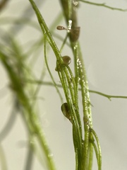 Utricularia