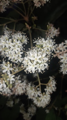 Cordia alliodora