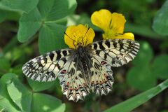 Zerynthia polyxena
