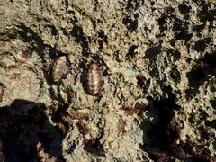 Acanthopleura granulata