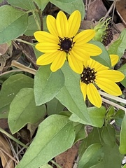 Helianthus atrorubens