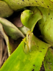 Phyllodytes luteolus