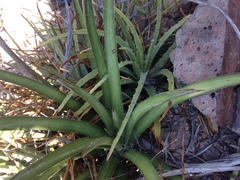 Agave felgeri