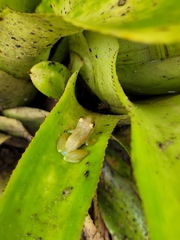 Phyllodytes luteolus