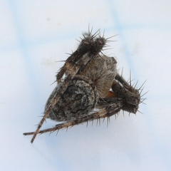 Eustala anastera
