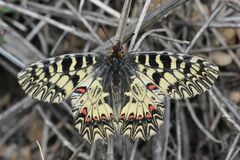 Zerynthia polyxena