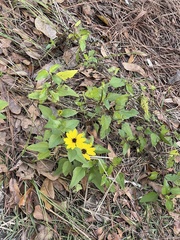 Helianthus atrorubens