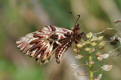 Zerynthia polyxena