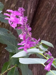Salvia purpurea