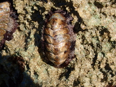 Acanthopleura granulata