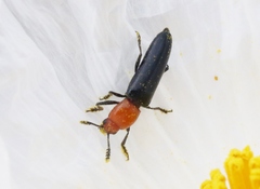 Languria laeta