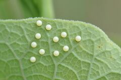 Zerynthia polyxena