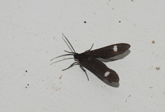 Aclytia
