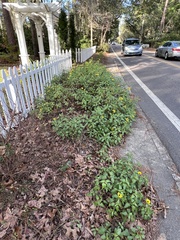 Helianthus atrorubens