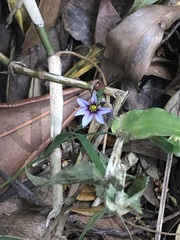 Sisyrinchium rosulatum