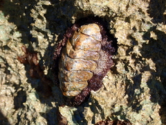 Acanthopleura granulata