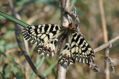 Zerynthia polyxena