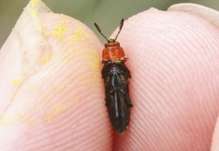 Languria laeta