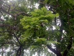 Xeroderris stuhlmannii