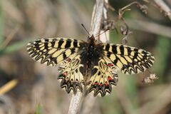 Zerynthia polyxena