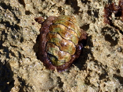 Acanthopleura granulata