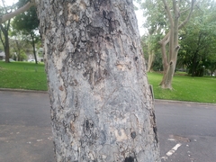 Xeroderris stuhlmannii