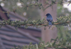 Melaenornis pammelaina
