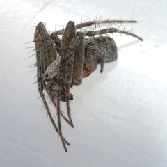 Eustala anastera
