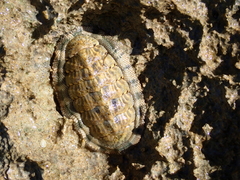 Chiton squamosus
