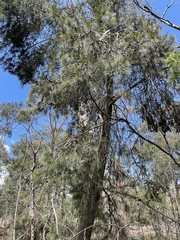 Allocasuarina verticillata
