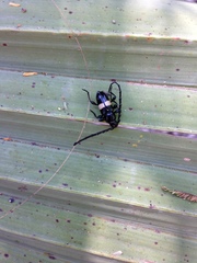 Lissonotus flavocinctus puncticollis