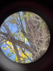 Sphyrapicus thyroideus