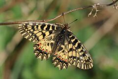 Zerynthia polyxena