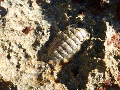 Chiton squamosus