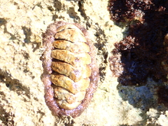Acanthopleura granulata