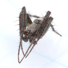 Eustala anastera