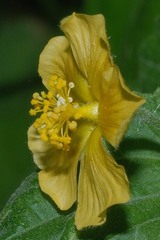 Abutilon permolle
